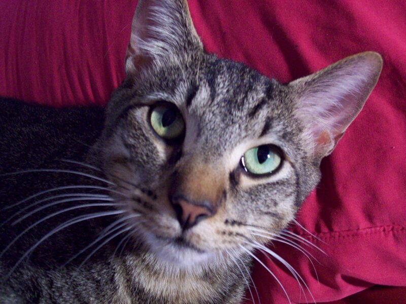 tabby cat on red pillow