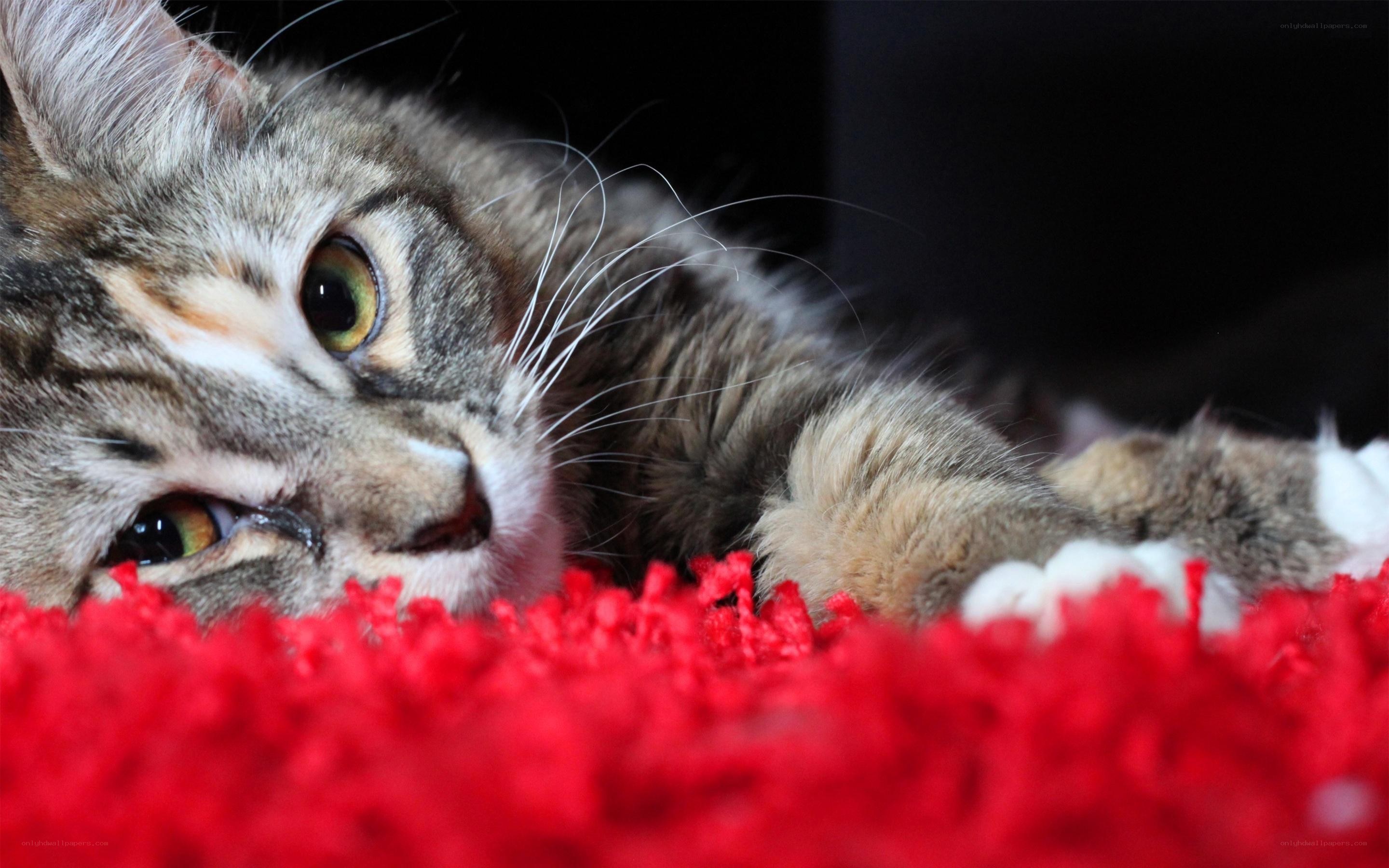 tabby cat on red rug
