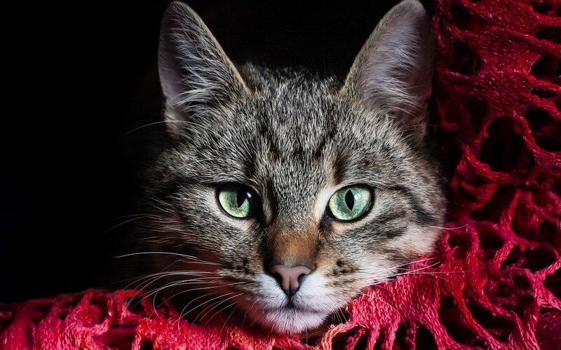 Tabby Cat on Red Scarf — Gray