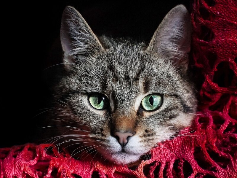 Tabby Cat on Red Scarf