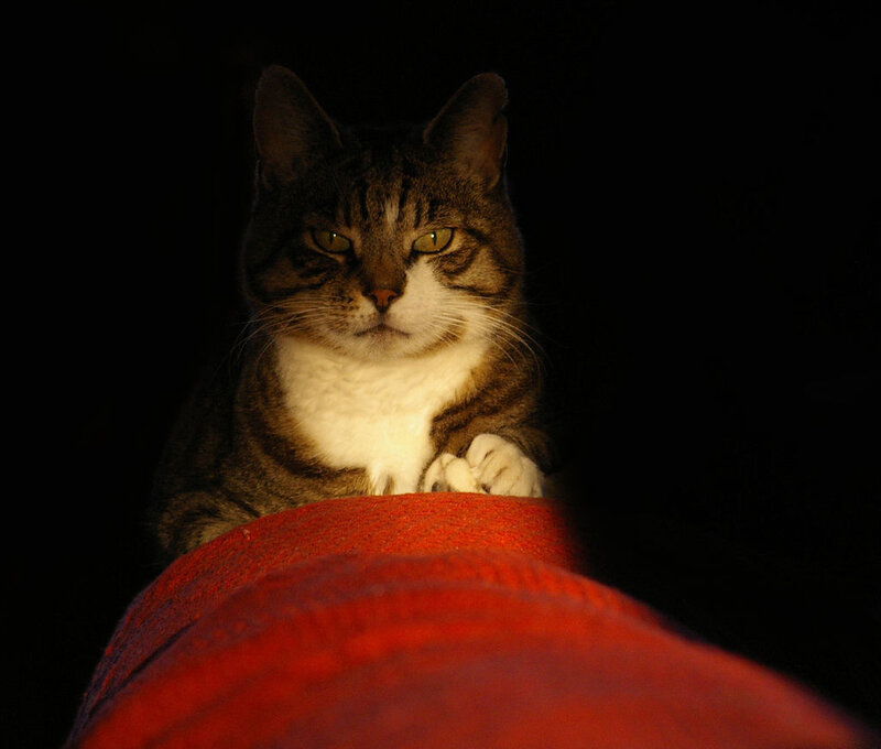 Tabby Cat on Red Surface
