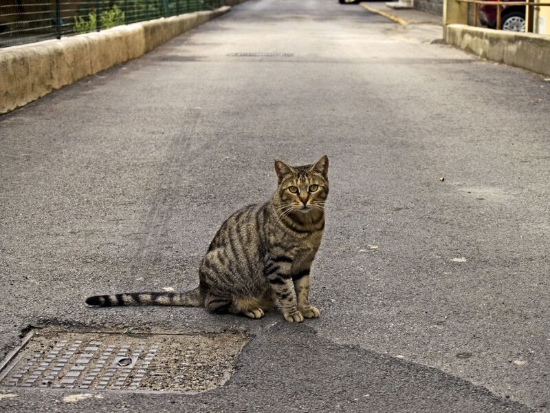 Tabby Cat on Road — Gray
