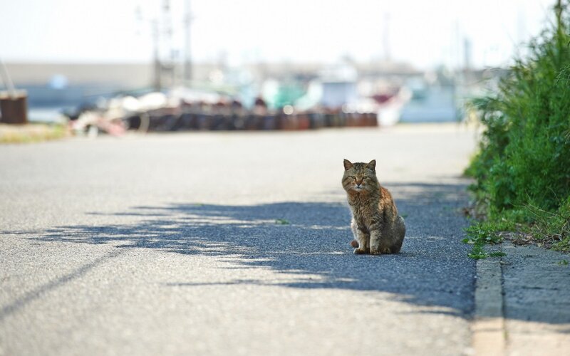 Tabby Cat on Road