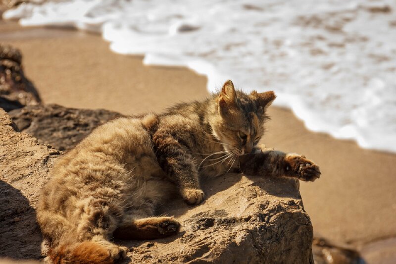 Tabby Cat on Rock — Brown