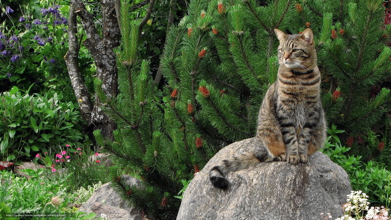 Tabby Cat on Rock — Green, Calm