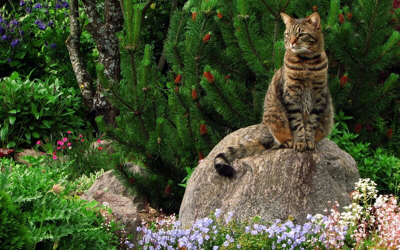 Tabby Cat on Rock — Green, Serene, Summer, Photograph