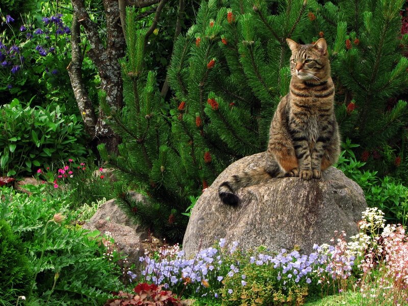 Tabby Cat on Rock — Green, Serene, Summer