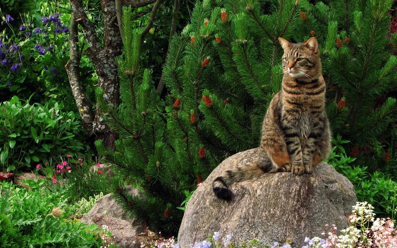 Tabby Cat on Rock — Green, Serene