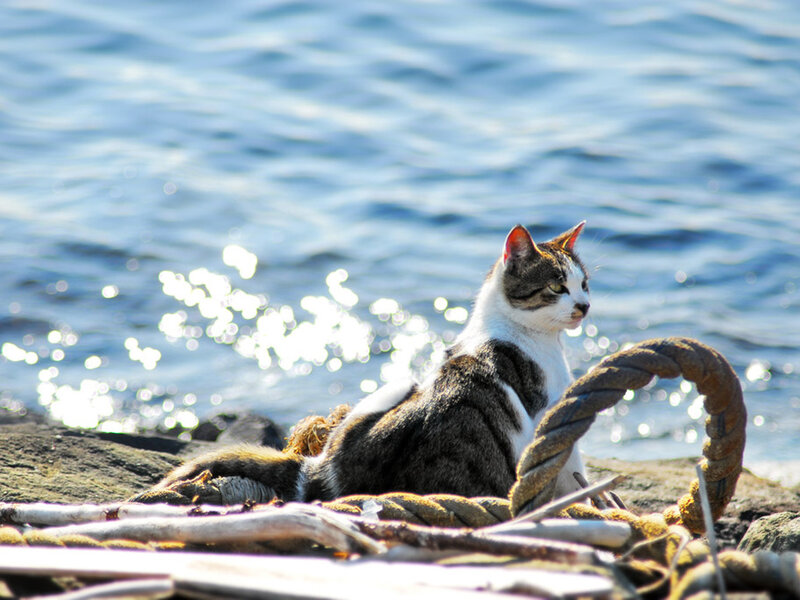 Tabby Cat on Rocks — Blue, Calm