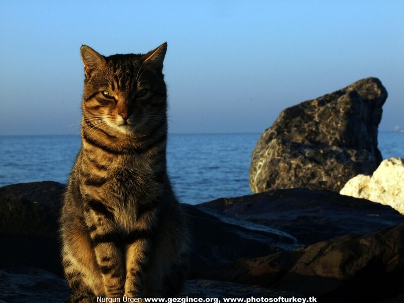 Tabby Cat on Rocks — Blue