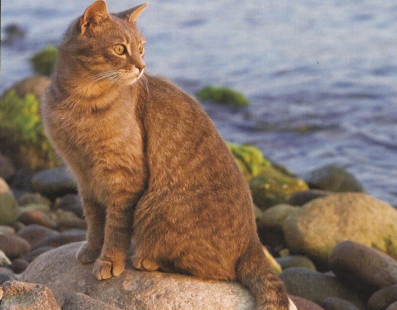 Tabby Cat on Rocks — Brown, Calm, Sunset