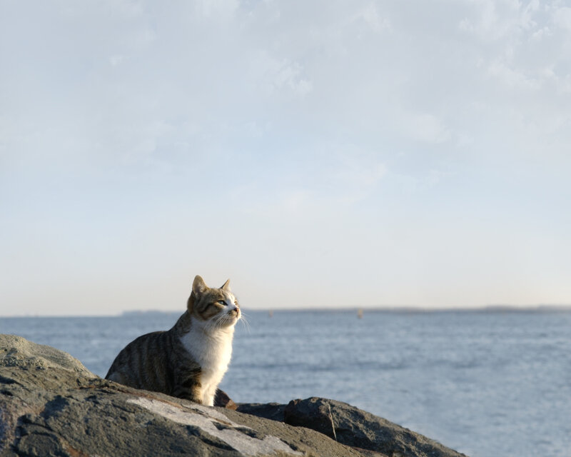 Tabby Cat on Rocks — Gray, Serene
