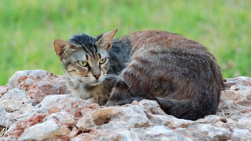 tabby cat on rocks