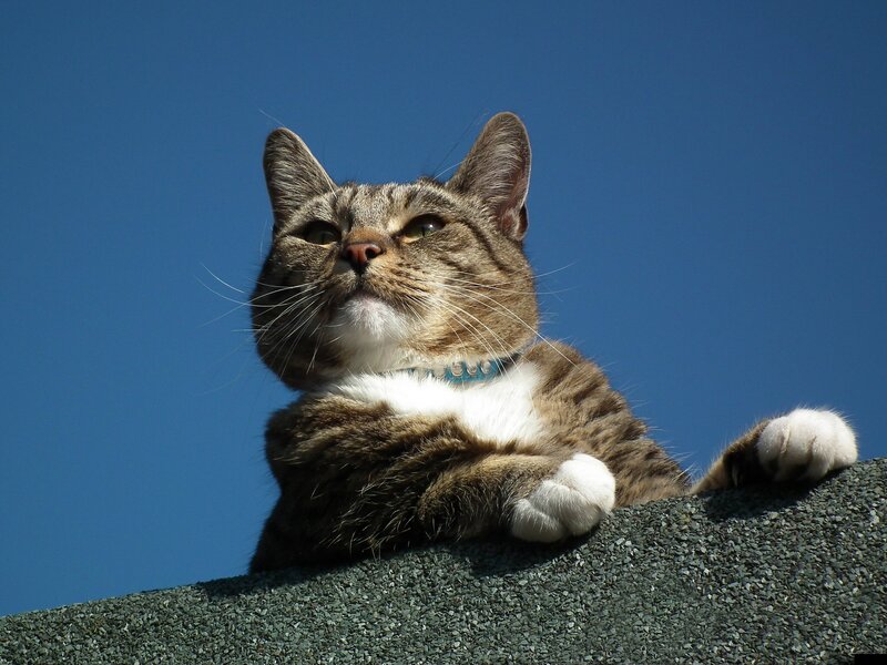 Tabby Cat on Roof — Blue