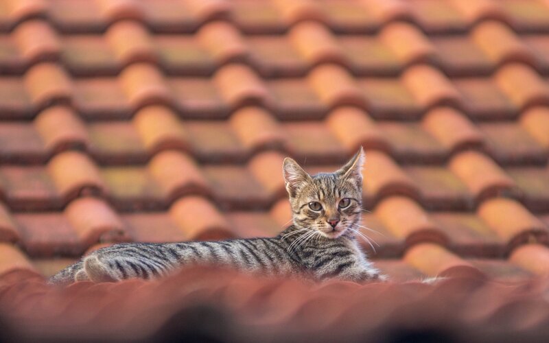 Tabby Cat on Roof — Brown