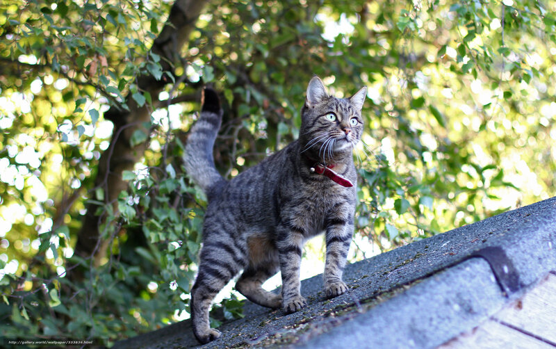 Tabby Cat on Roof — Gray, Alert