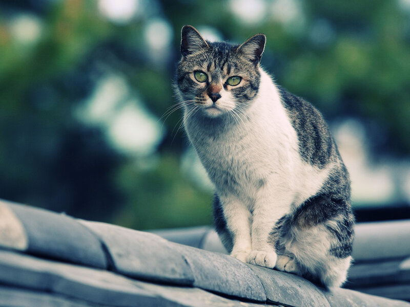 Tabby Cat on Roof — Gray