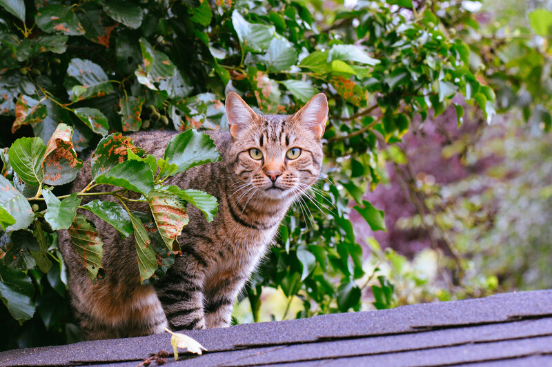 Tabby Cat on Roof — Green