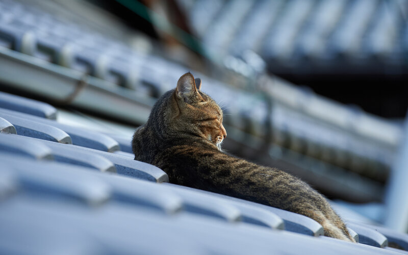 Tabby Cat on Roof