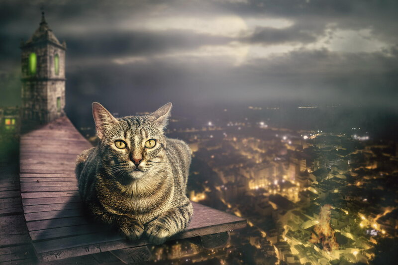 Tabby Cat on Rooftop — Gray
