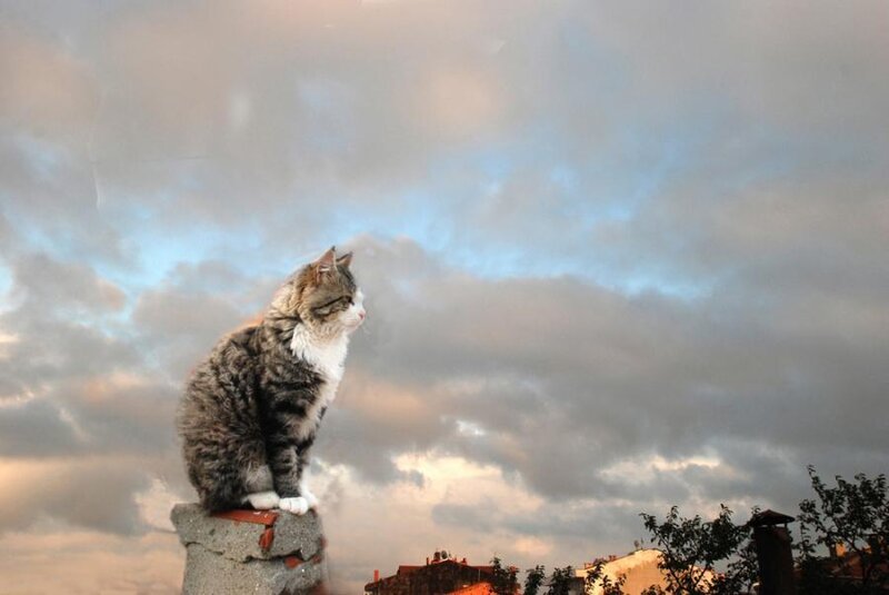 Tabby Cat on Rooftop