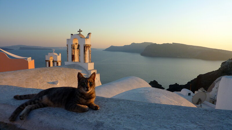 Tabby Cat on Rooftop — White