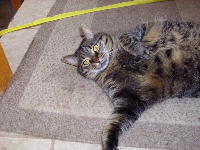 tabby cat on rug