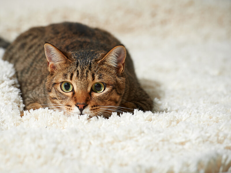Tabby Cat on Rug — Brown, Calm, Photograph