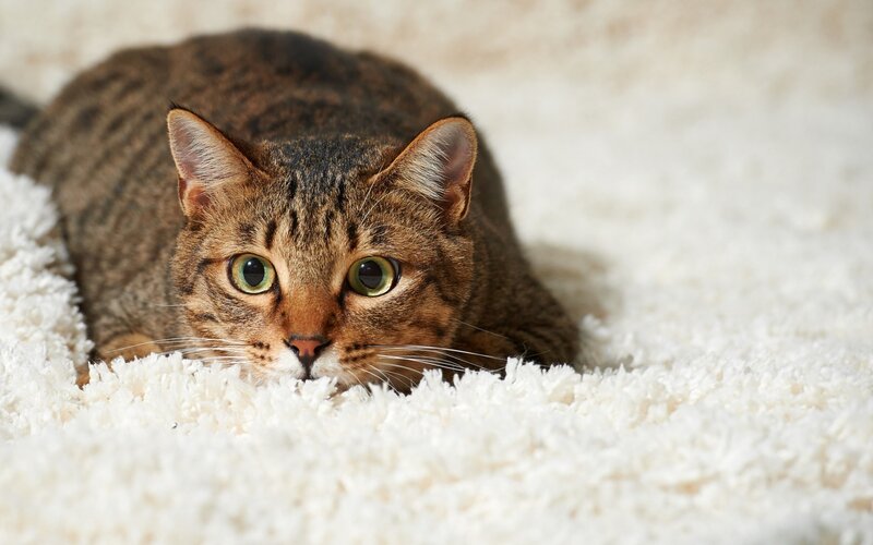Tabby Cat on Rug — Brown, Calm, Photograph, White, Green