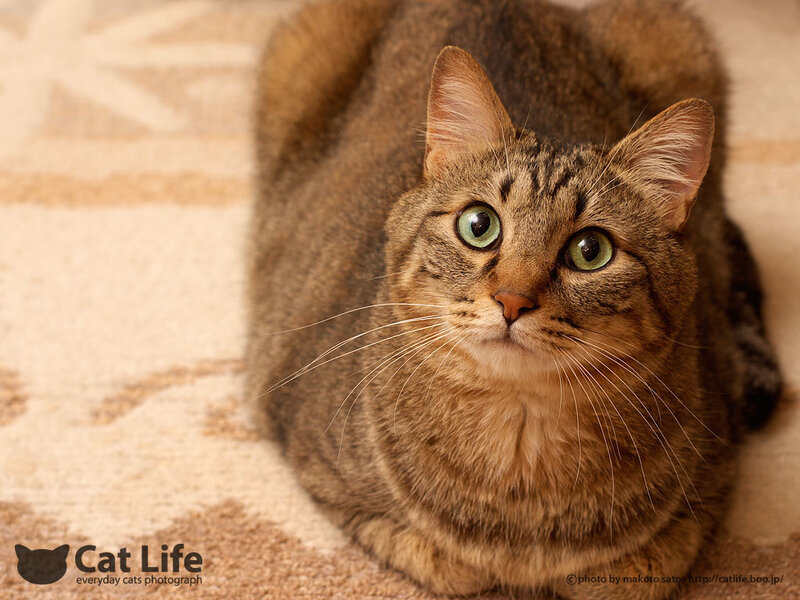 Tabby Cat on Rug — Brown