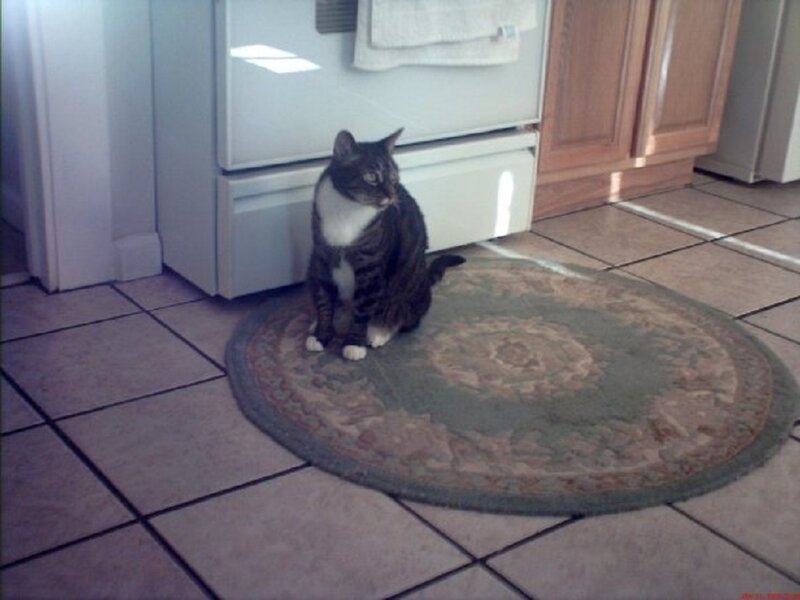 Tabby Cat on Rug — Gray, Calm