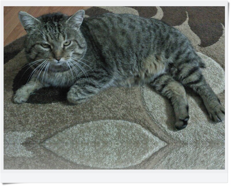 Tabby Cat on Rug — Gray