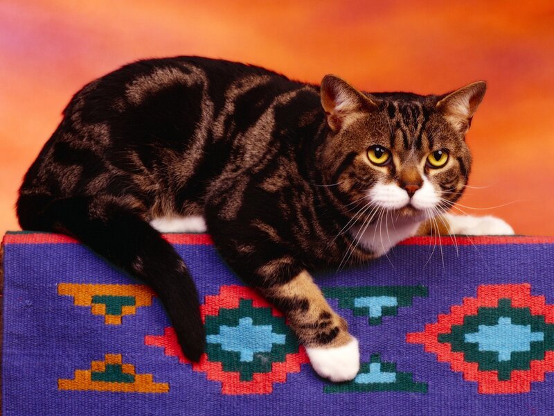 Tabby Cat on Rug — Purple, Calm, Photograph, Background, Orange