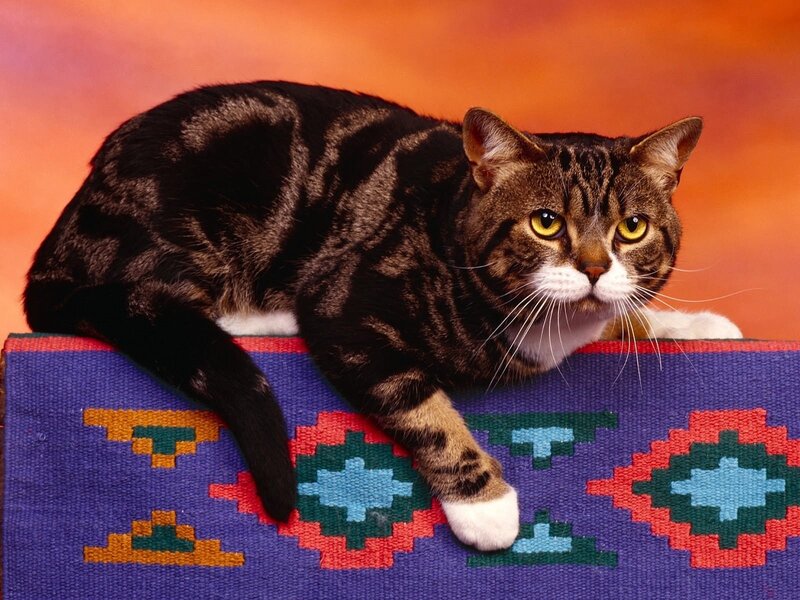 Tabby Cat on Rug — Purple, Calm, Photograph