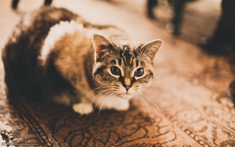 tabby cat on rug