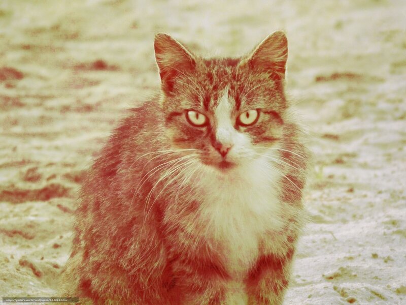 tabby cat on sandy ground
