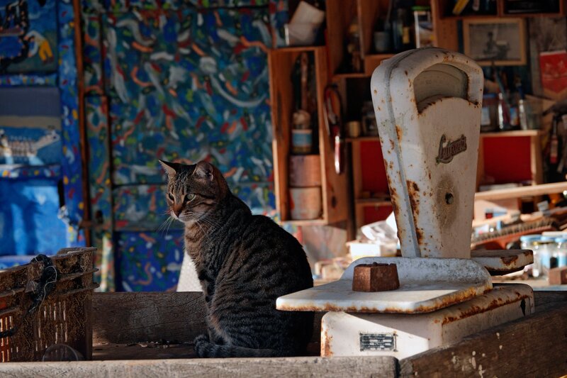 Tabby Cat on Scale — Brown