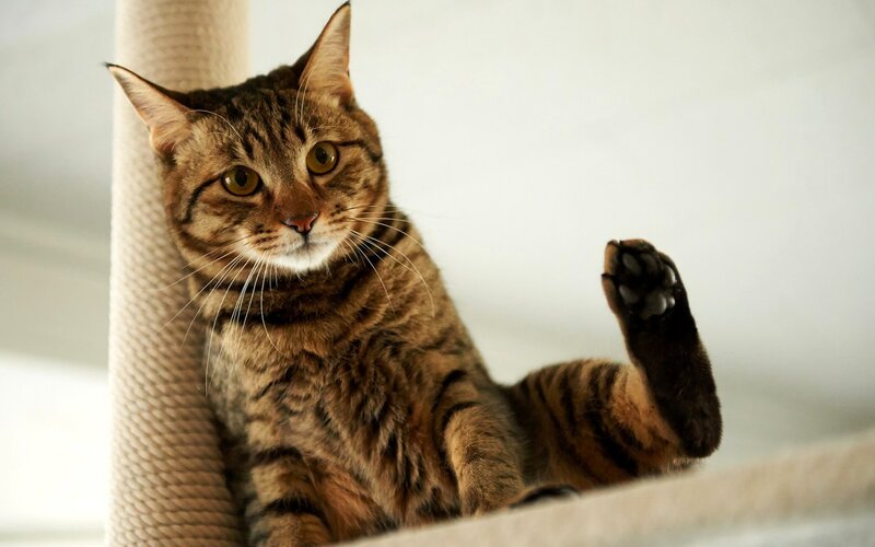 Tabby Cat on Scratching Post — Brown, Calm, Photograph