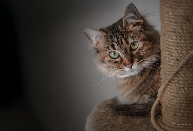 Tabby Cat on Scratching Post — Brown, Calm