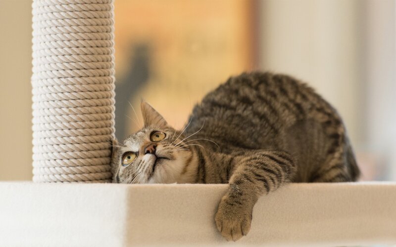 Tabby Cat on Scratching Post — Brown