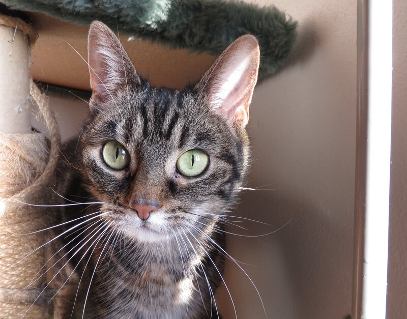 Tabby Cat on Scratching Post — Gray, Calm