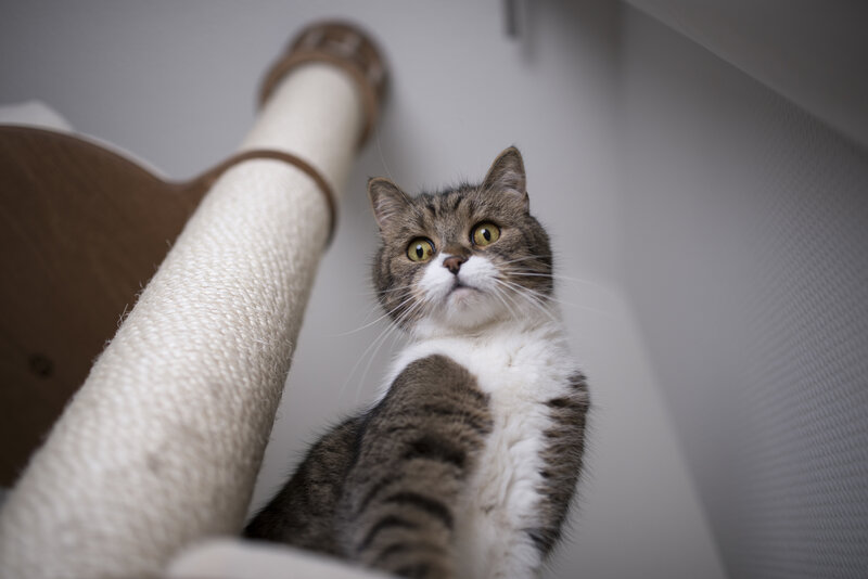 Tabby Cat on Scratching Post — Gray, Curious