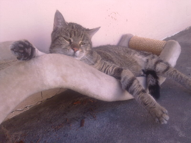 Tabby Cat on Scratching Post — Gray