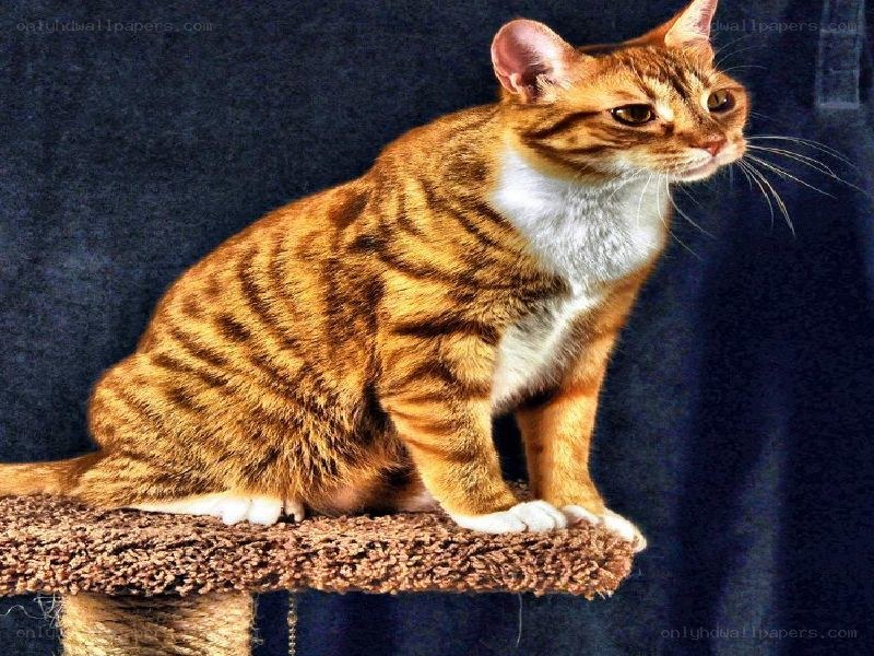 tabby cat on scratching post