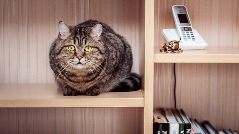 Tabby Cat on Shelf — Brown, Calm, Photograph, Telephone