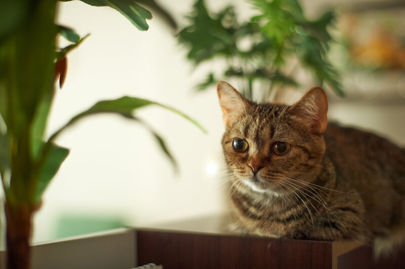 Tabby Cat on Shelf — Brown, Calm, Photograph