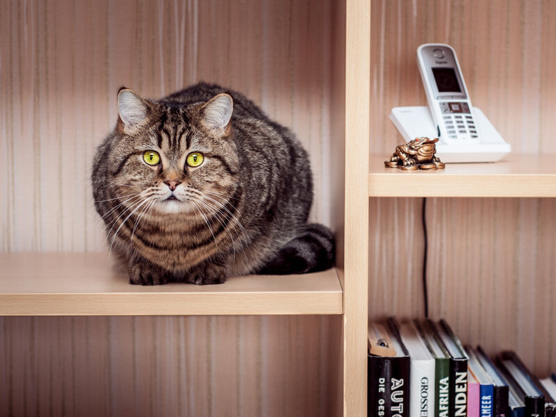 Tabby Cat on Shelf — Brown