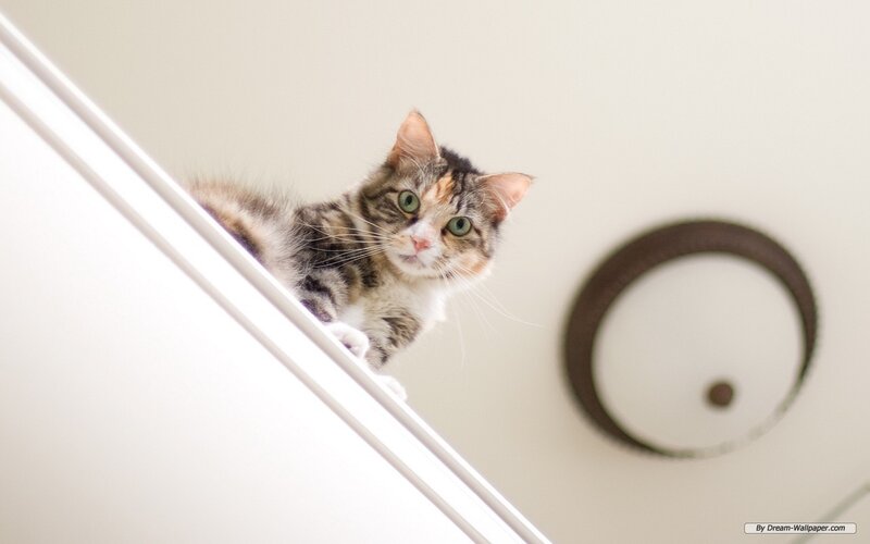 Tabby Cat on Shelf