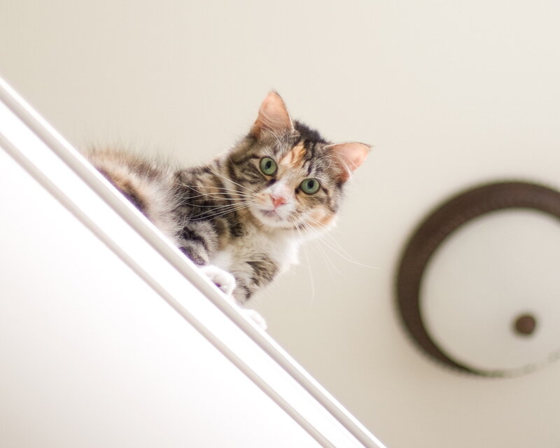 Tabby Cat on Shelf — White