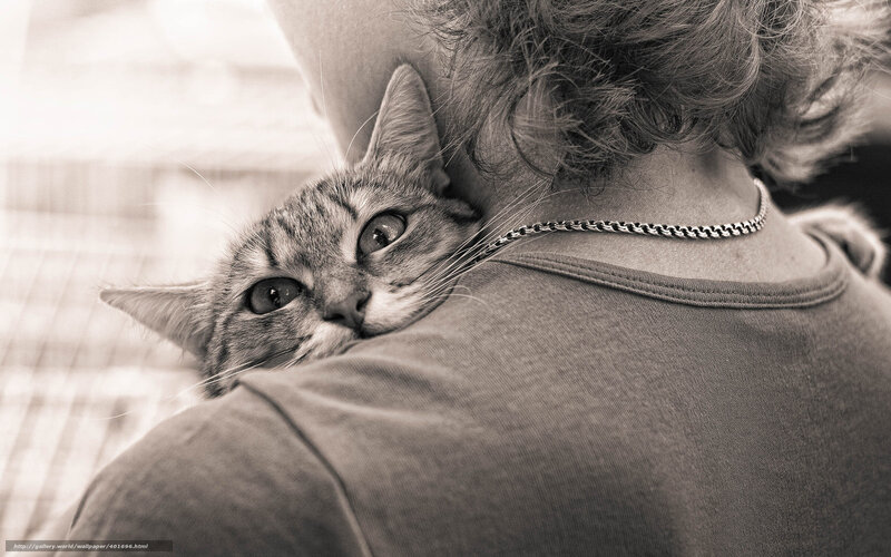 Tabby Cat on Shoulder — Black